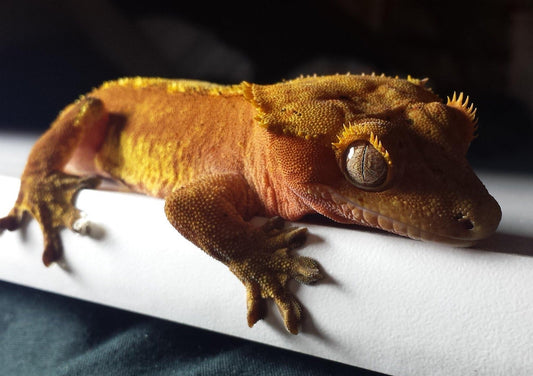 How Often to Feed a Crested Gecko: A Complete Guide
