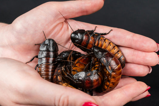 Why Adult Dubia Roaches Are the Ideal Feeder Insect for Your Reptile