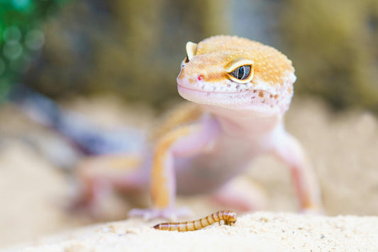 How often do i feed my leapord gecko?