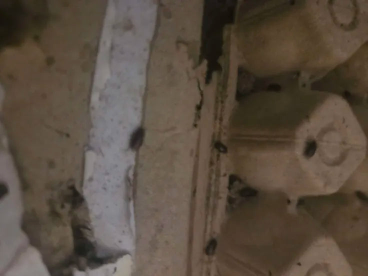 25 Small Dubia Roaches (1/4”–3/8”)