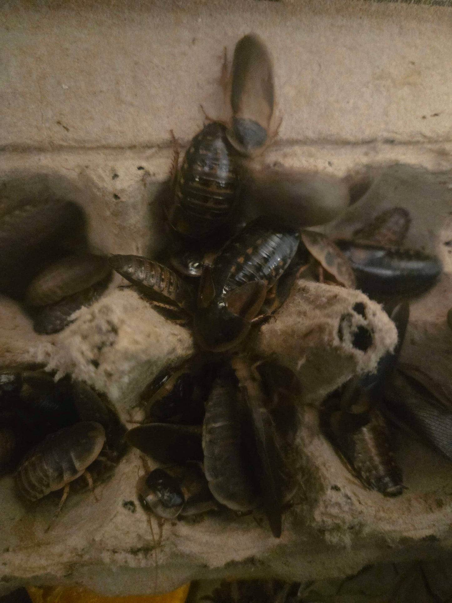 50 Large Dubia Roaches (3/4”–1”)