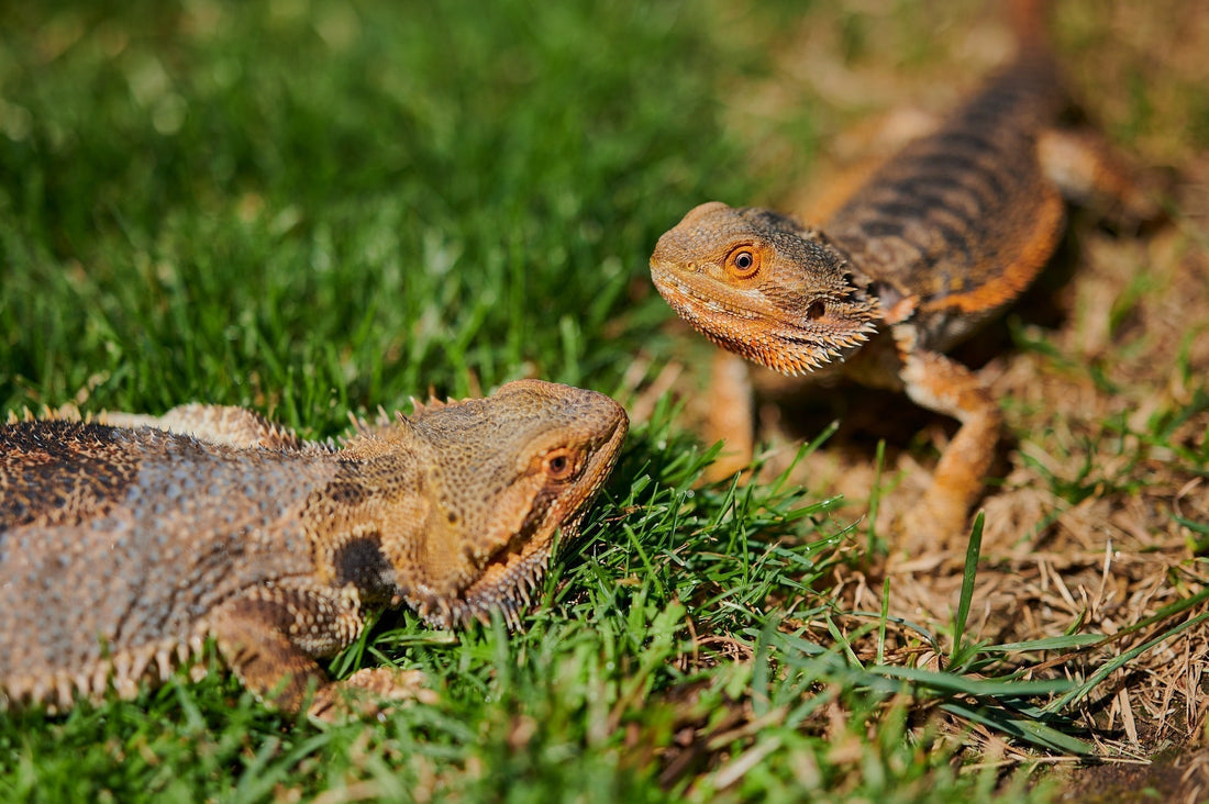 How often to feed my bearded dragon (Complete Feeding Guide by Age)